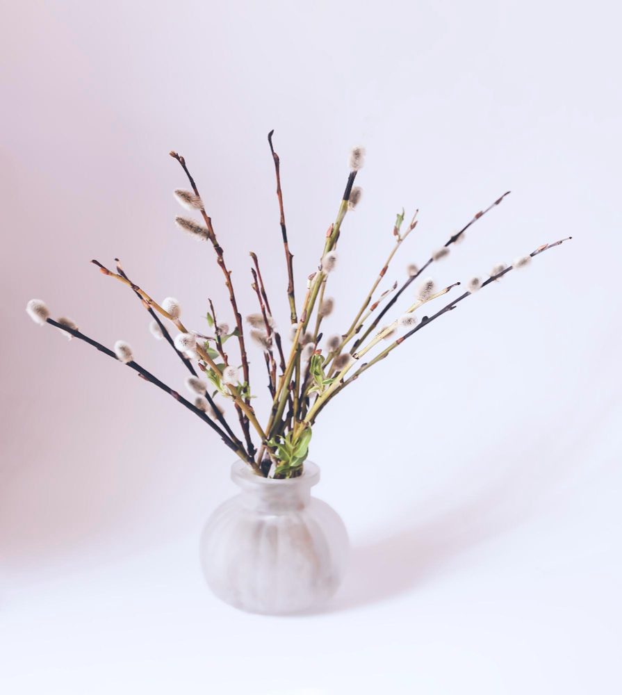 Bazie w wazonie – jak ustawić, żeby były trwałą i stylową dekoracją?