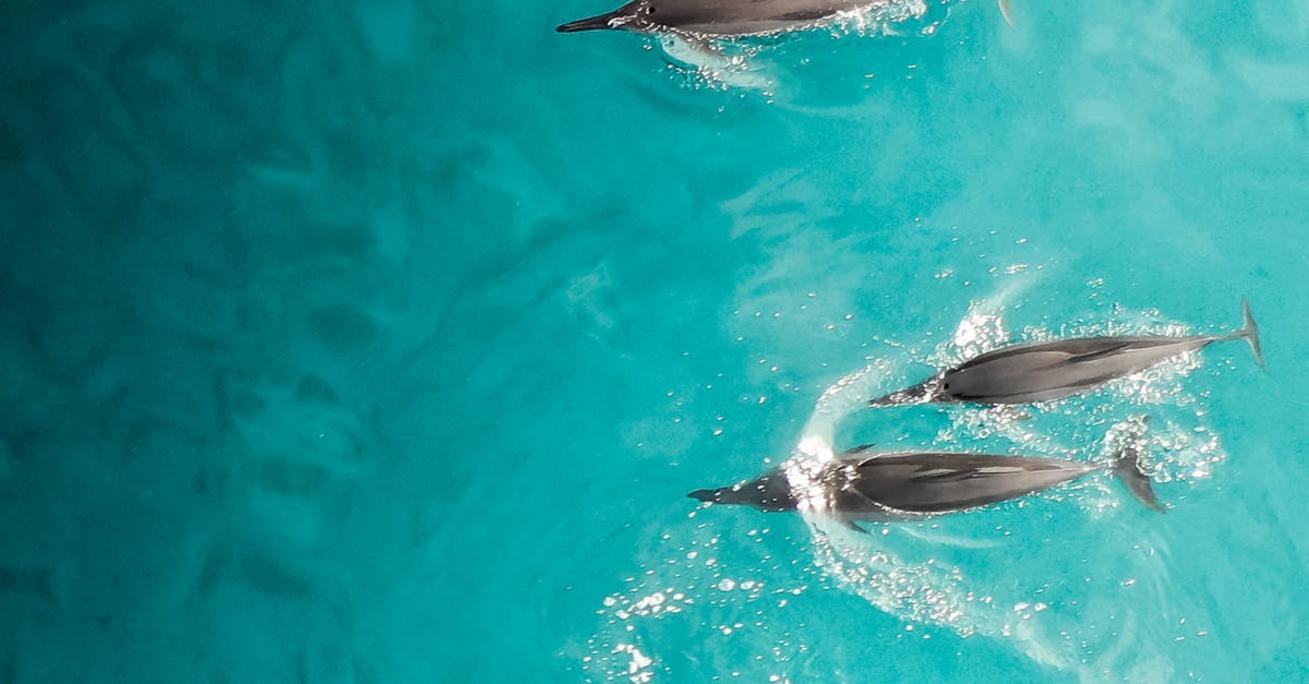 Blue dolphin spinner czy killer forum – porównanie funkcji i zalet