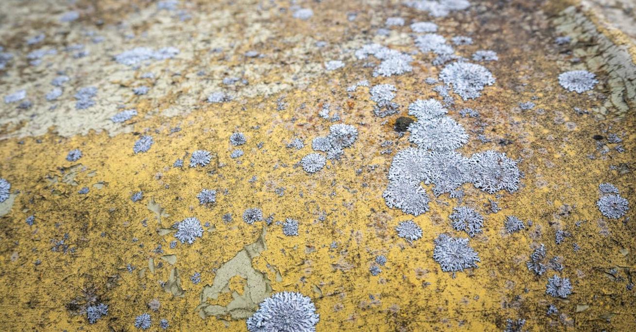 Ceresit ct 89 – tynk z formułą TrioProtect na algi i grzyby