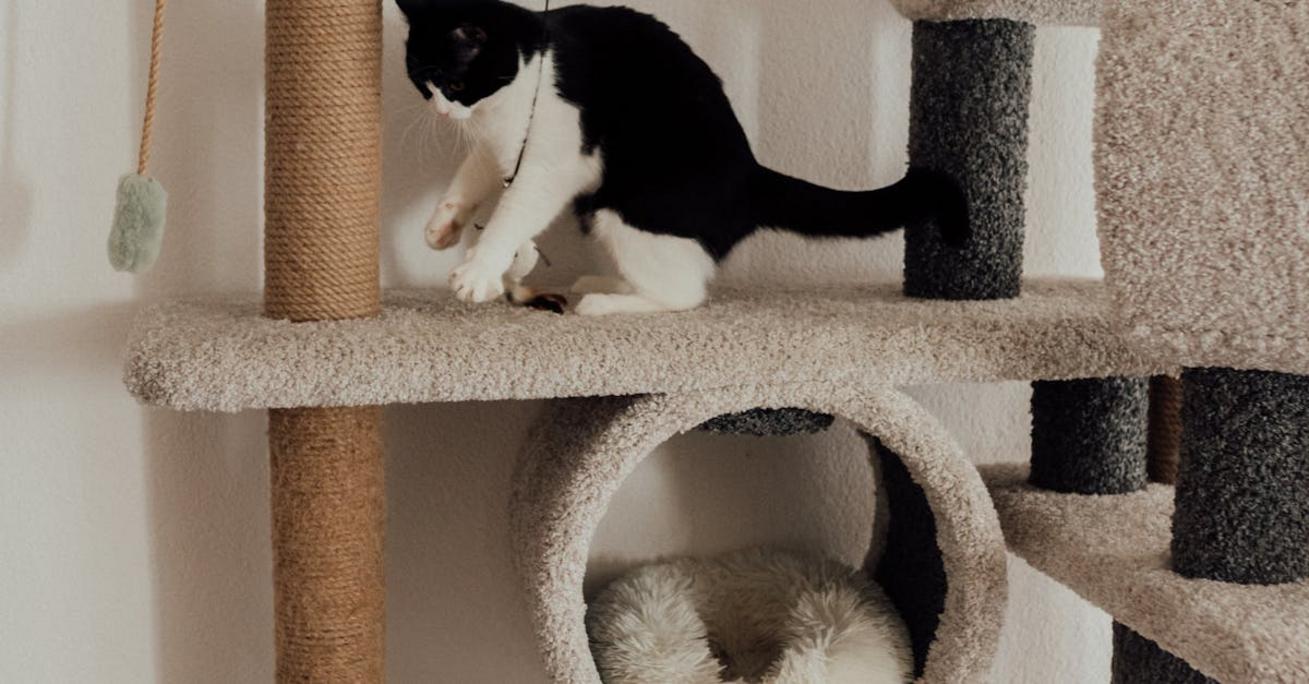 Drapak dla kota projekt – funkcjonalne i stylowe rozwiązania do domu