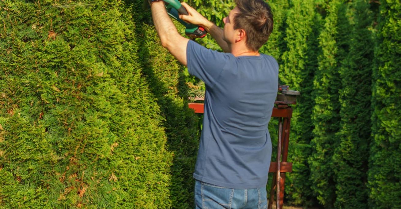 Jakie rośliny na żywopłoty sprawdzą się najlepiej w ogrodzie