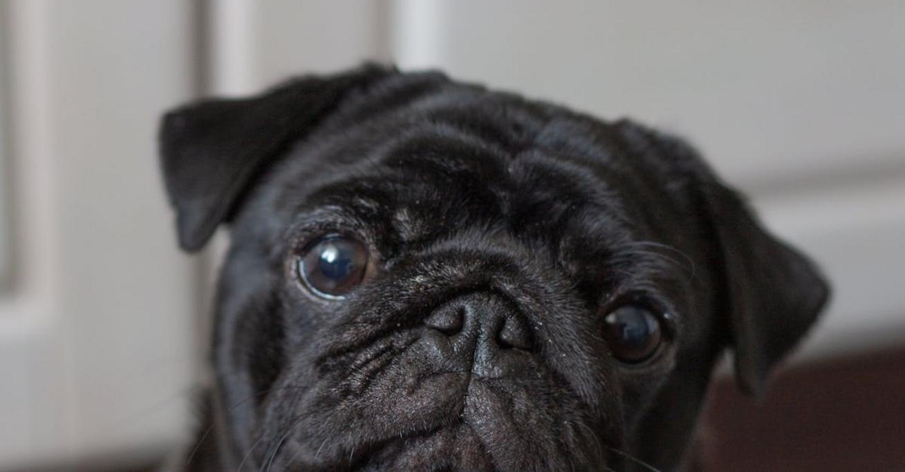 Małe psy do mieszkania – ranking najlepszych ras + jak wybrać idealnego pupila